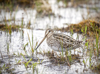 Wading bird in natural environment, Chile.