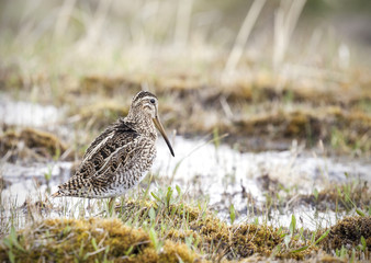 Wading bird in natural environment, Chile.