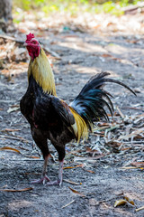 fighting cock,chicken,bantam