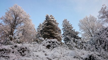 Winter trees in mountains covered with fresh snow