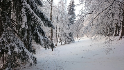 Winter trees in mountains covered with fresh snow