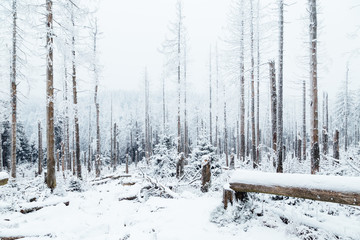 Totholz im Oberharz - Schnee und Winter
