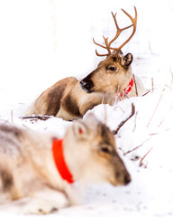 Two reindeers portrait
