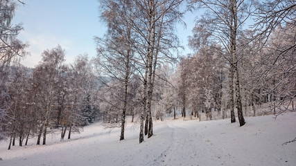 Winter trees in mountains covered with fresh snow