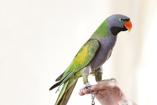 Close-up of a pet parrot