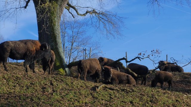 Cattle, Bisons at Pasture, Bavaria, Germany, Europe