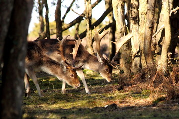 Fallow Deer Stags