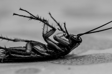 Dead cockroaches on the floor contaminated debris.