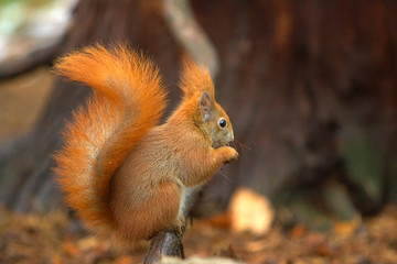 Eichhörnchen