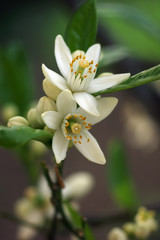 Orange blossoms