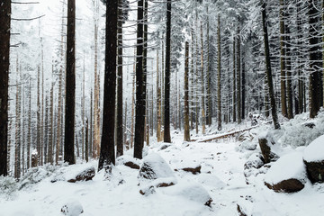 Steinige Waldlandschaft mit Schnee