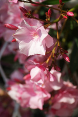 Pale pink oleander