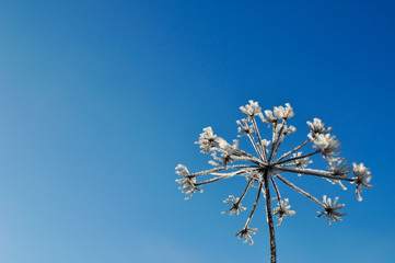 Plant covered with snow and ice against the blue sky in winter
