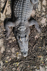 Large Crocodile lying in farm.