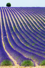 Campi di lavanda in Provenza