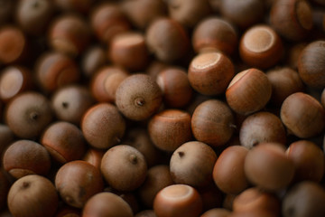 A group of acorns.