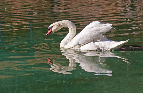 Water reflections of beautiful white swan in green waters.