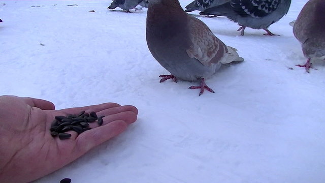 man with hand feeding pigeons