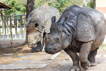 Obraz premium A close up of a female rhino / rhinoceros and her calf. Showing off her beautiful horn. Protecting her calf