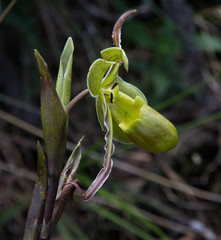 A green Wild Orchid in Costa Rica.  Seen Near the Arenal Volcano