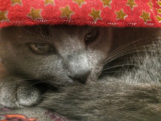 Grey cat