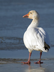 Snow Goose standing on the Shoreline