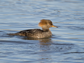 Female Hooded Merganser