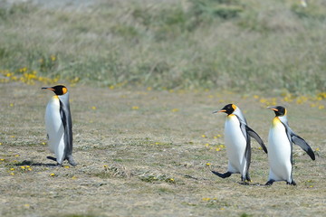 Fototapeta premium King penguins on the Bay of Inutil.