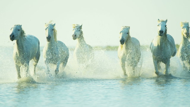 France Camargue horses running rider cowboy water 