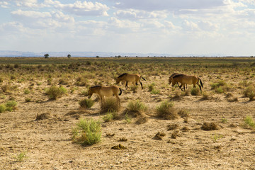 Horses grazing in ecological reserve
