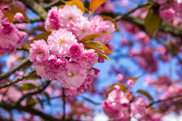 pink blossomed sakura flowers