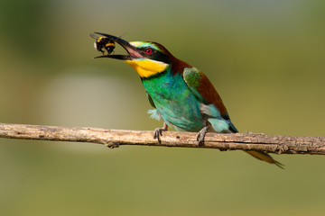 European bee eater with a bee in its beak