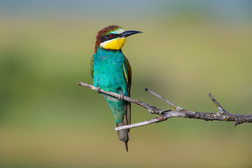 Obraz premium European bee-eater on a branch