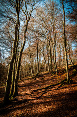 Quiet pathway with trees and autumn leaves und blue sky