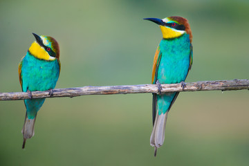 two bee-eaters sitting on a branch