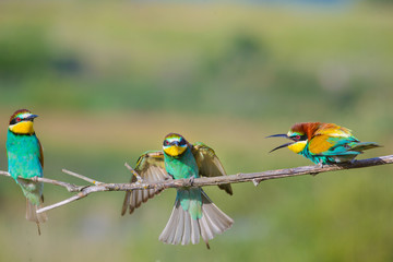 three bee-eaters argue  on a branch