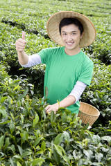 Young Man Picking Tea