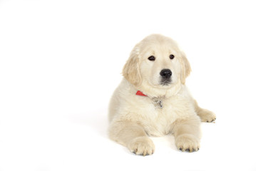 Golden retriever puppy lying and looking at the camera isolated