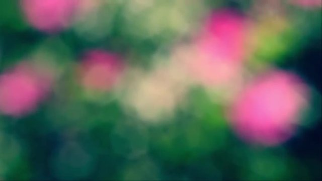 Amazing vertical panoramic scene with unfocused flowering background in slow motion. Superb natural out of focus view of wild rose bush. Full HD footage 1920x1080
