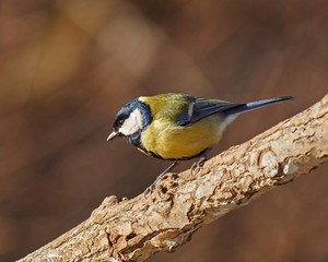 Great tit on a twig