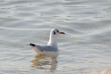 Fototapeta premium White seagulls drifting in the sea waves