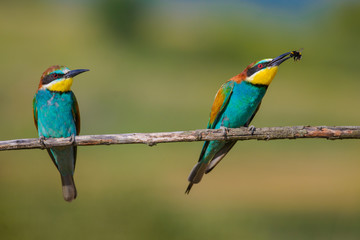 two bee-eaters sitting on a branch