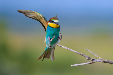 European bee-eater with wings outstretched
