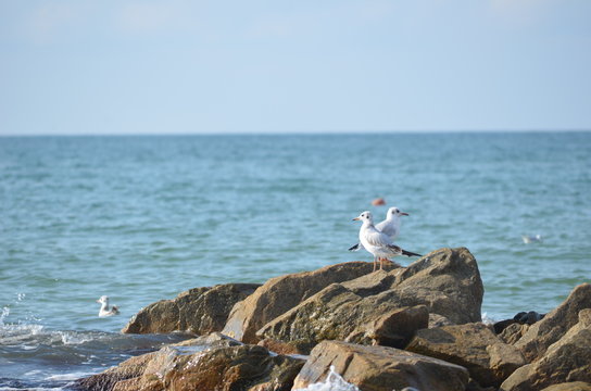 White seagulls flying over the sea waves and stones