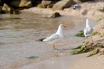Fototapeta premium White seagull walking on the shelly seashore