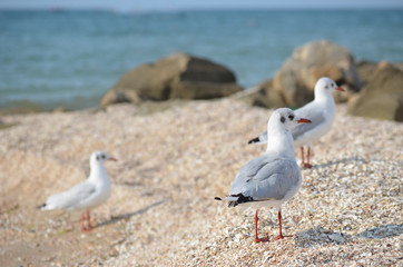 White seagull walking on the shelly seashore