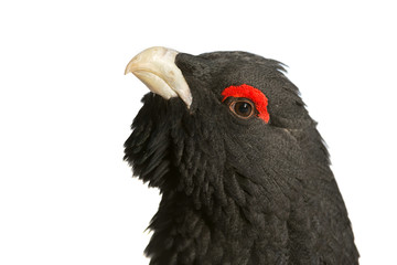 Auerhuhn, Western capercaillie, Tetrao urogallus