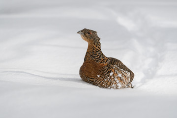 Auerhuhn, Western capercaillie, Tetrao urogallus