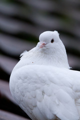 Schweizer Taube weiß