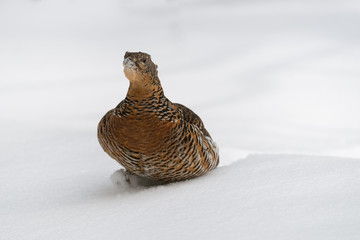 Auerhuhn, Western capercaillie, Tetrao urogallus